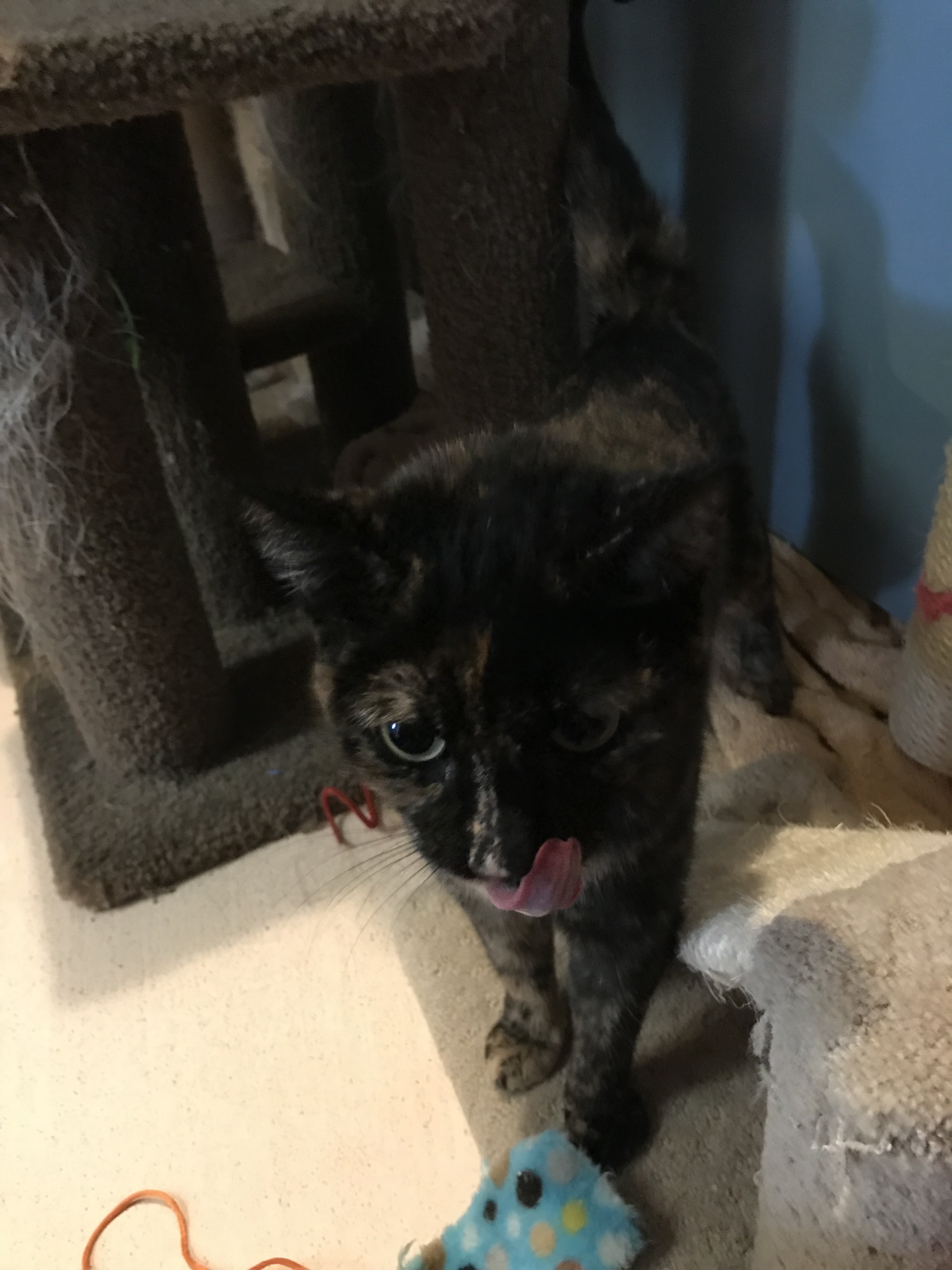 Enlarge Melody (Bonded with Peter), a Adoptable Domestic Short Hair in Phoenix, AZ image 7/10