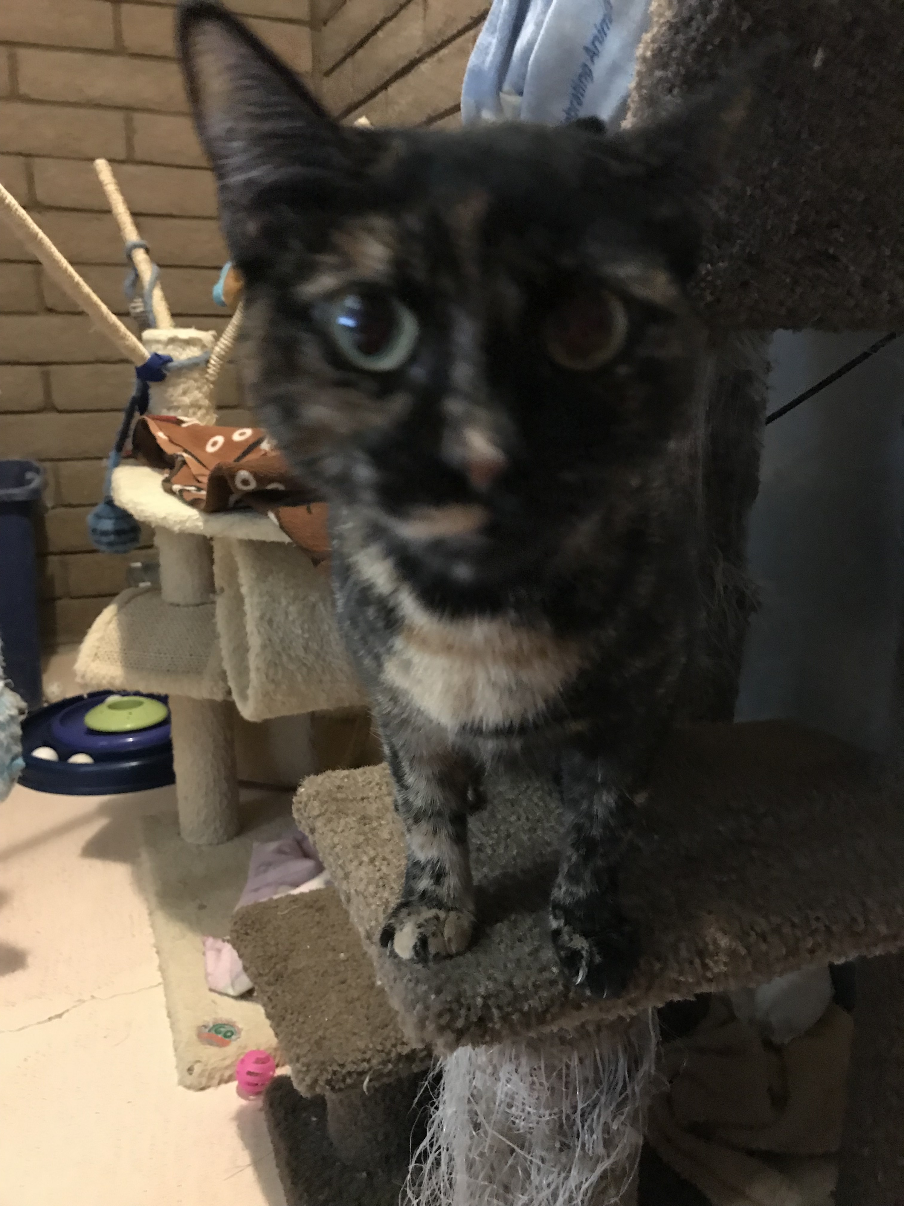 Enlarge Melody (Bonded with Peter), a Adoptable Domestic Short Hair in Phoenix, AZ image 8/10