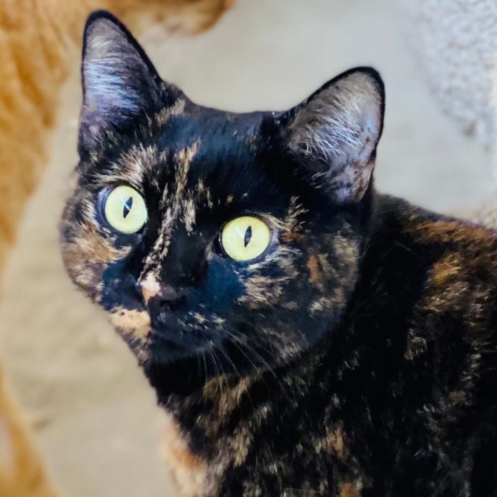 Melody (Bonded with Peter), a Adoptable Domestic Short Hair in Phoenix, AZ image 1/10