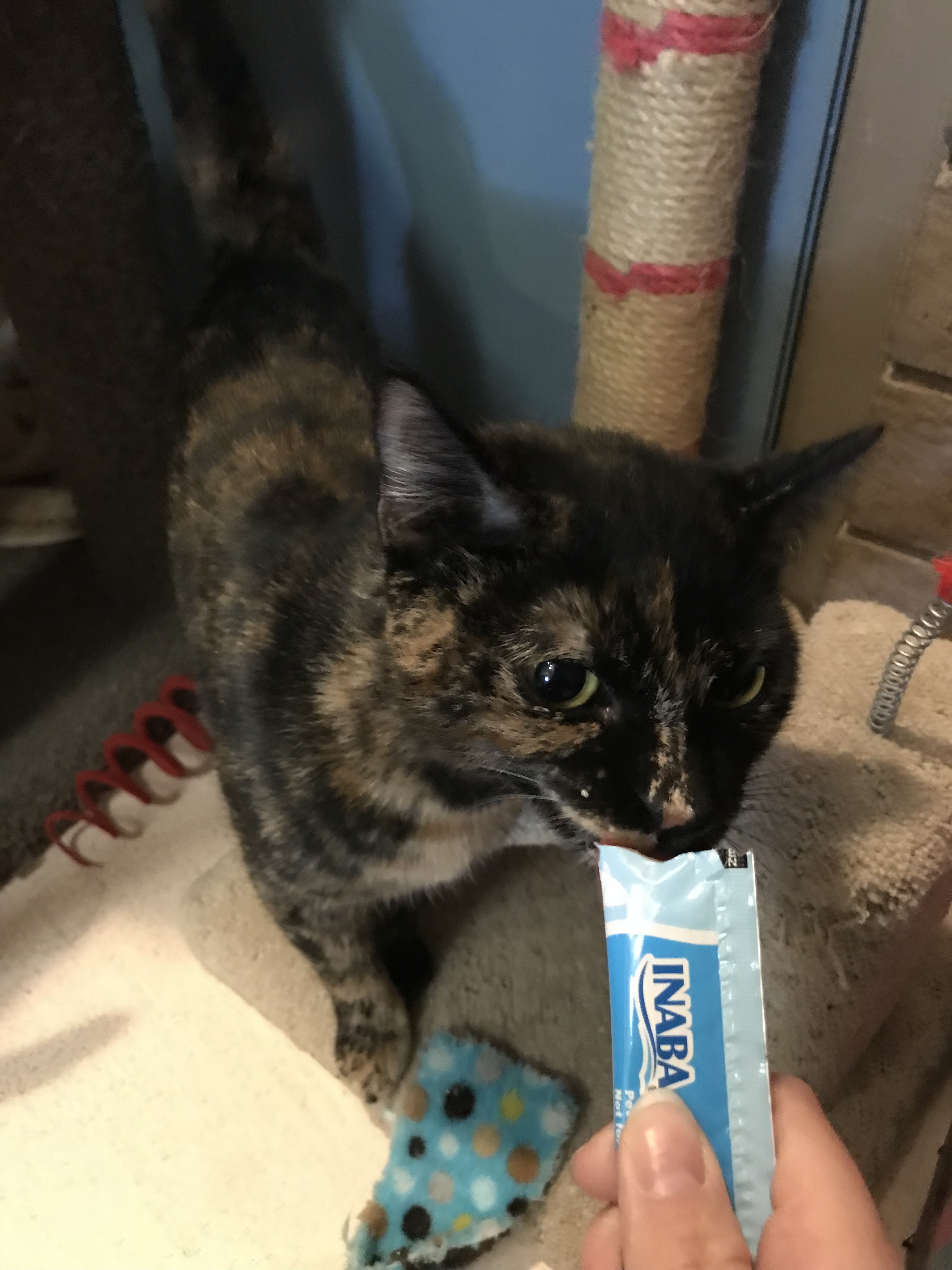 Enlarge Melody (Bonded with Peter), a Adoptable Domestic Short Hair in Phoenix, AZ image 9/10