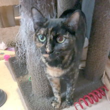 Enlarge Melody (Bonded with Peter), a Adoptable Domestic Short Hair in Phoenix, AZ image 10/10