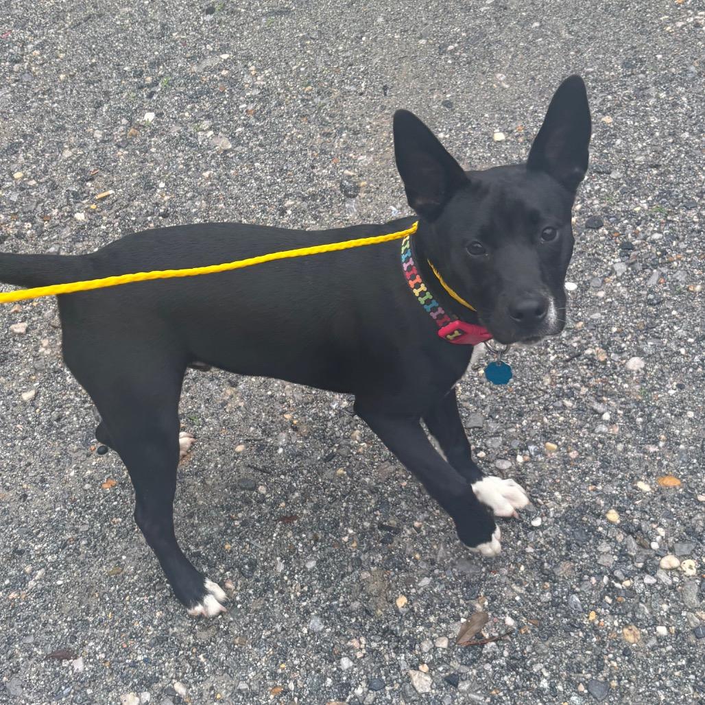 Radar, Adoptable, Young Male Terrier.