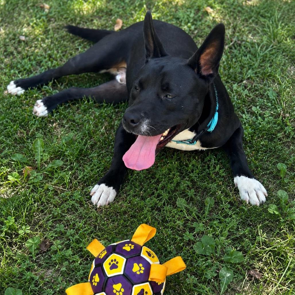 Radar, a Adoptable mixed breed in Montgomery, AL image 2/4