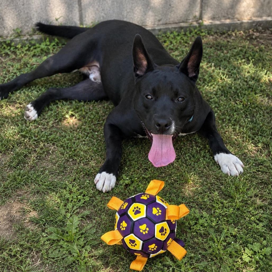 Radar, a Adoptable mixed breed in Montgomery, AL image 3/4