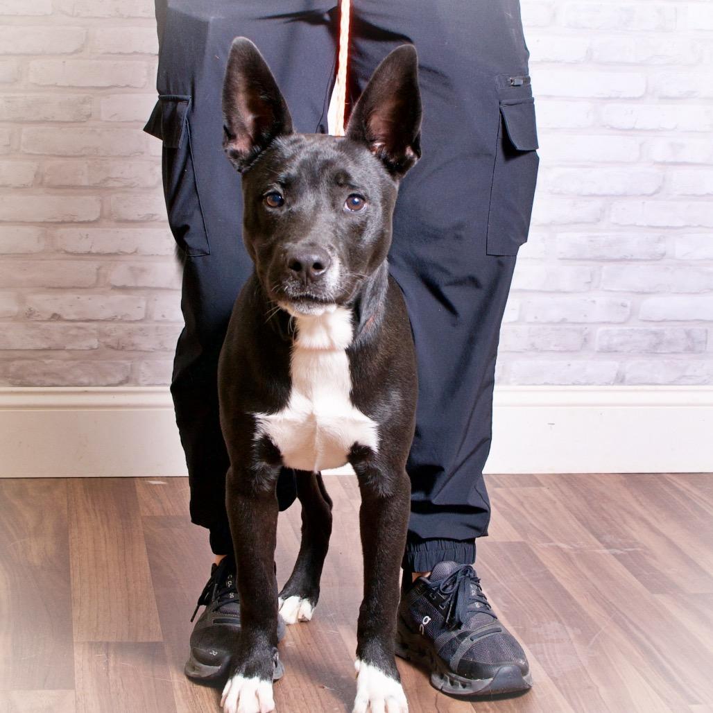 Enlarge Radar, a Adoptable mixed breed in Montgomery, AL image 2/2