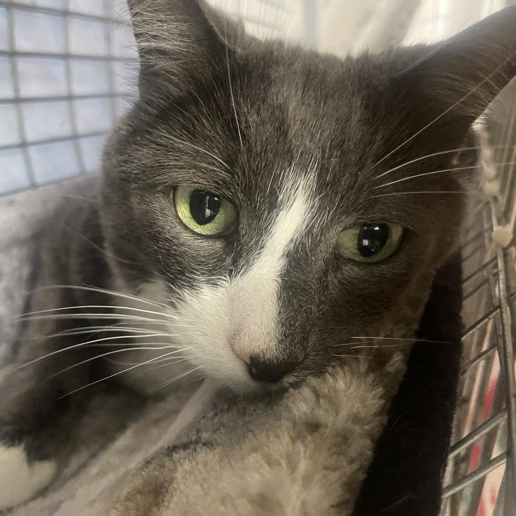 Nani, Adoptable, Senior Male Domestic Short Hair.