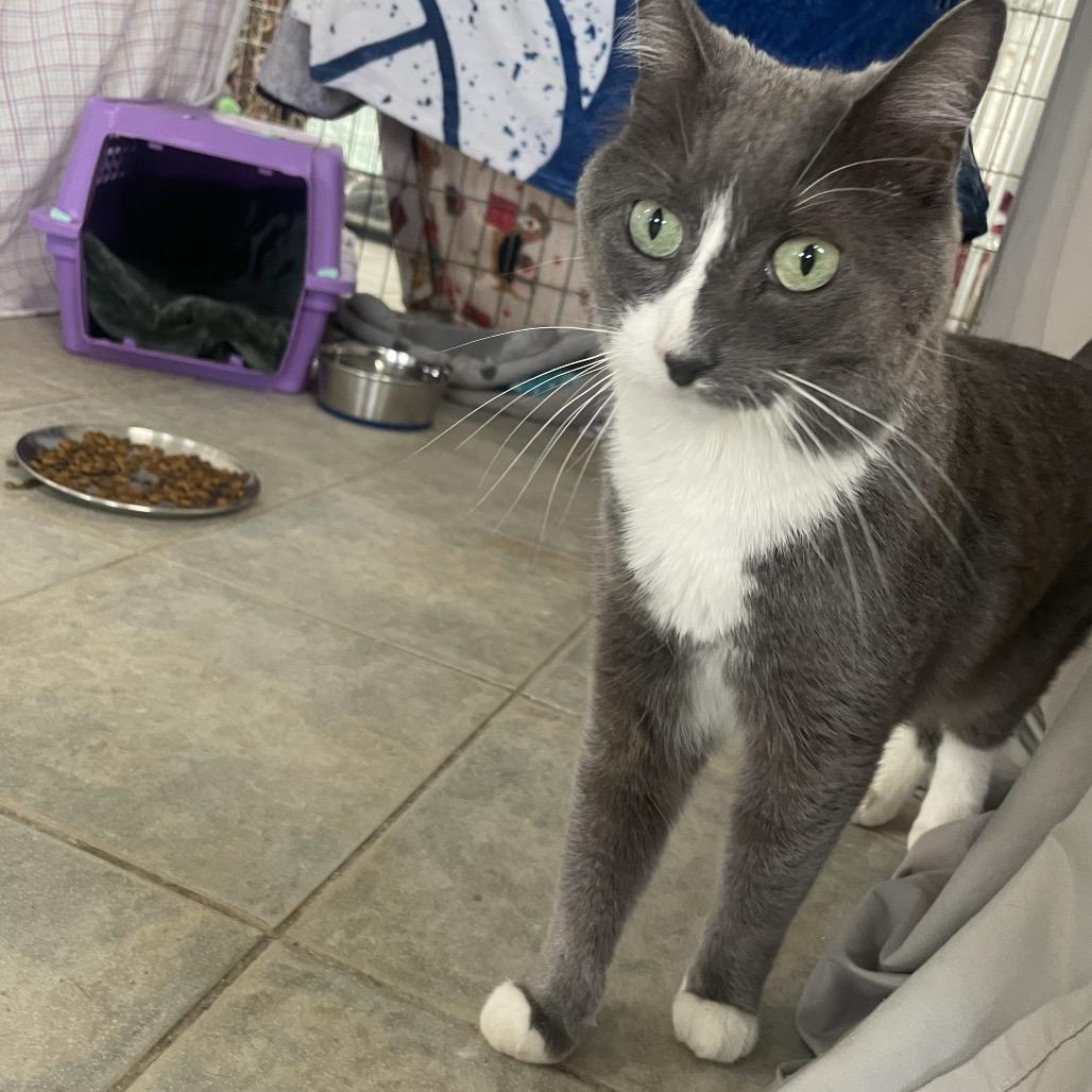 Enlarge Nani, a Adoptable Domestic Short Hair in East Smithfield , PA image 2/6
