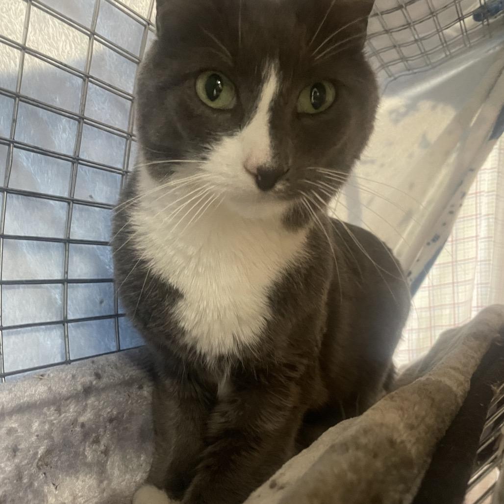 Enlarge Nani, a Adoptable Domestic Short Hair in East Smithfield , PA image 3/6