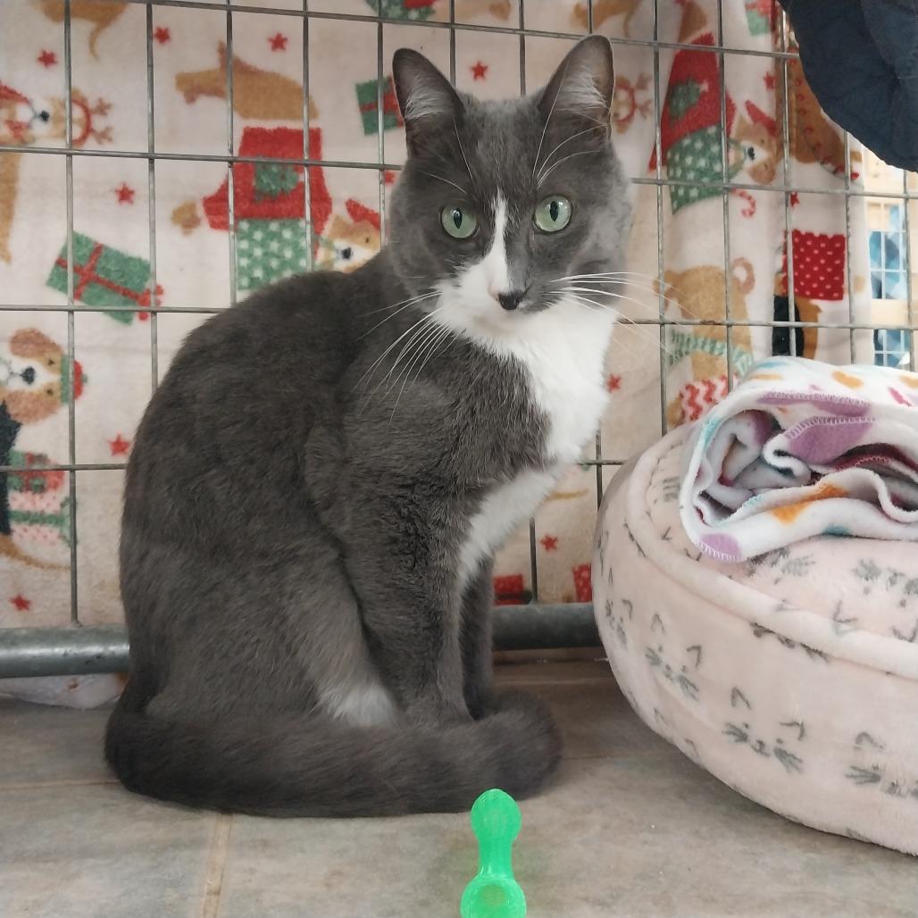 Enlarge Nani, a Adoptable Domestic Short Hair in East Smithfield , PA image 4/6