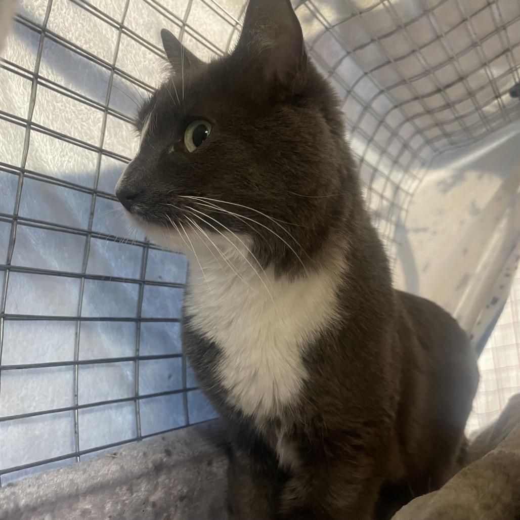 Enlarge Nani, a Adoptable Domestic Short Hair in East Smithfield , PA image 5/6