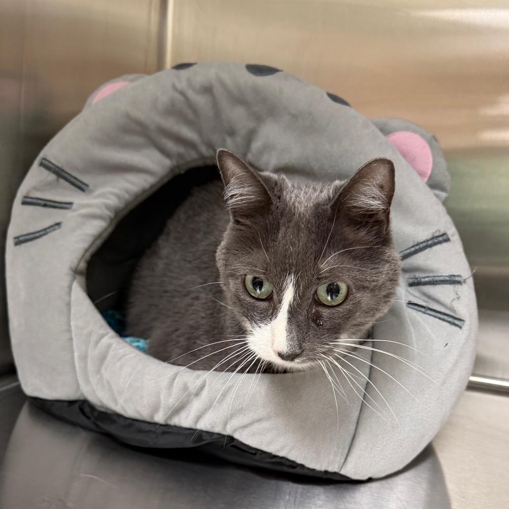 Enlarge Nani, a Adoptable Domestic Short Hair in East Smithfield , PA image 6/6