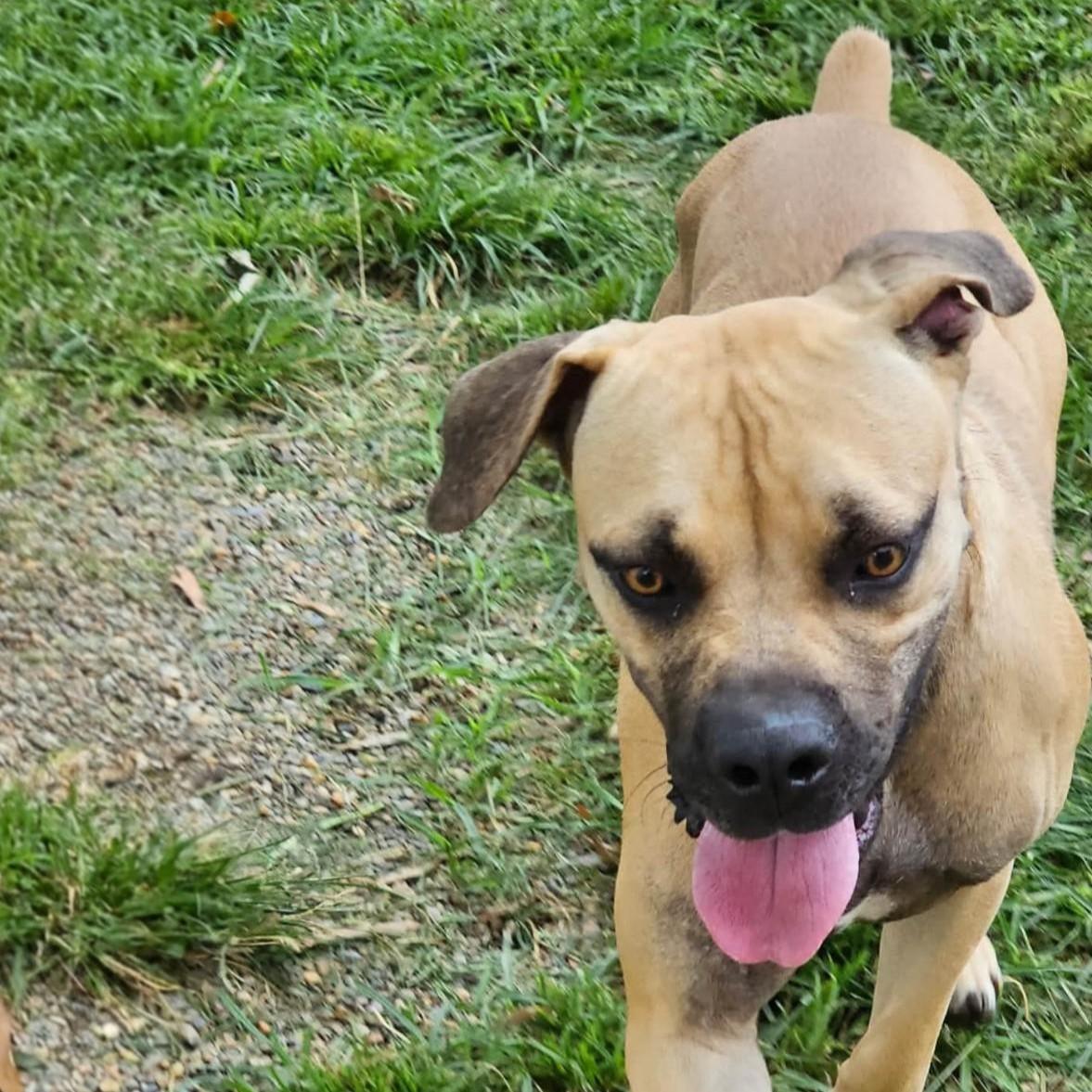 Enlarge Jafar, a Adoptable mixed breed in Howell, NJ image 3/3