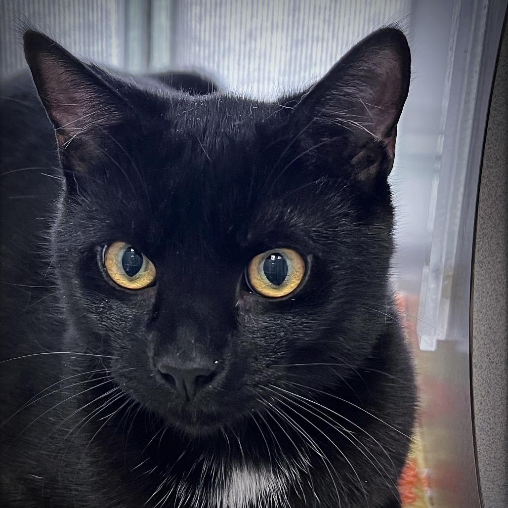 Enlarge Pluto, a Adoptable Domestic Short Hair in Huntsville, AL image 1/3