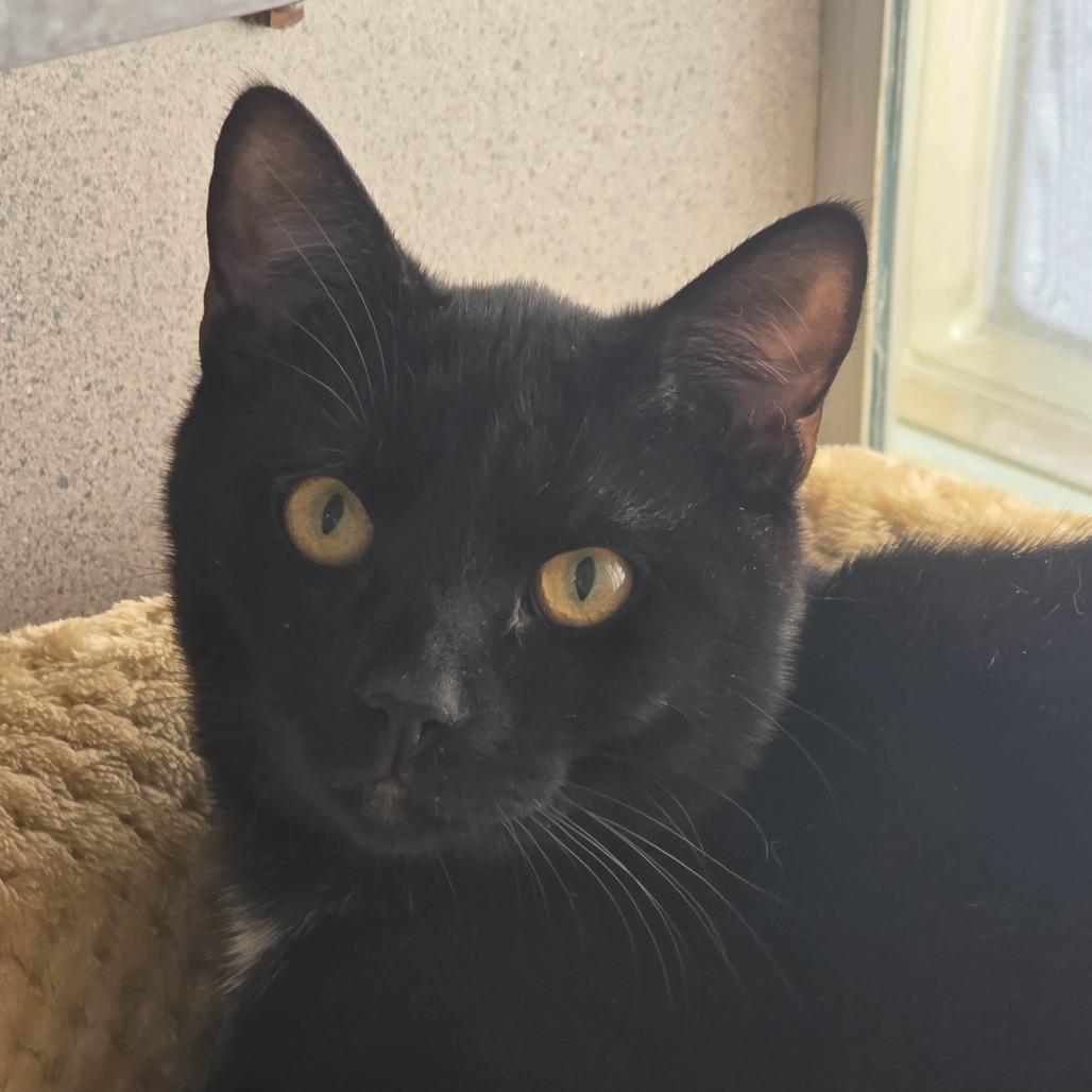 Enlarge Pluto, a Adoptable Domestic Short Hair in Huntsville, AL image 2/3