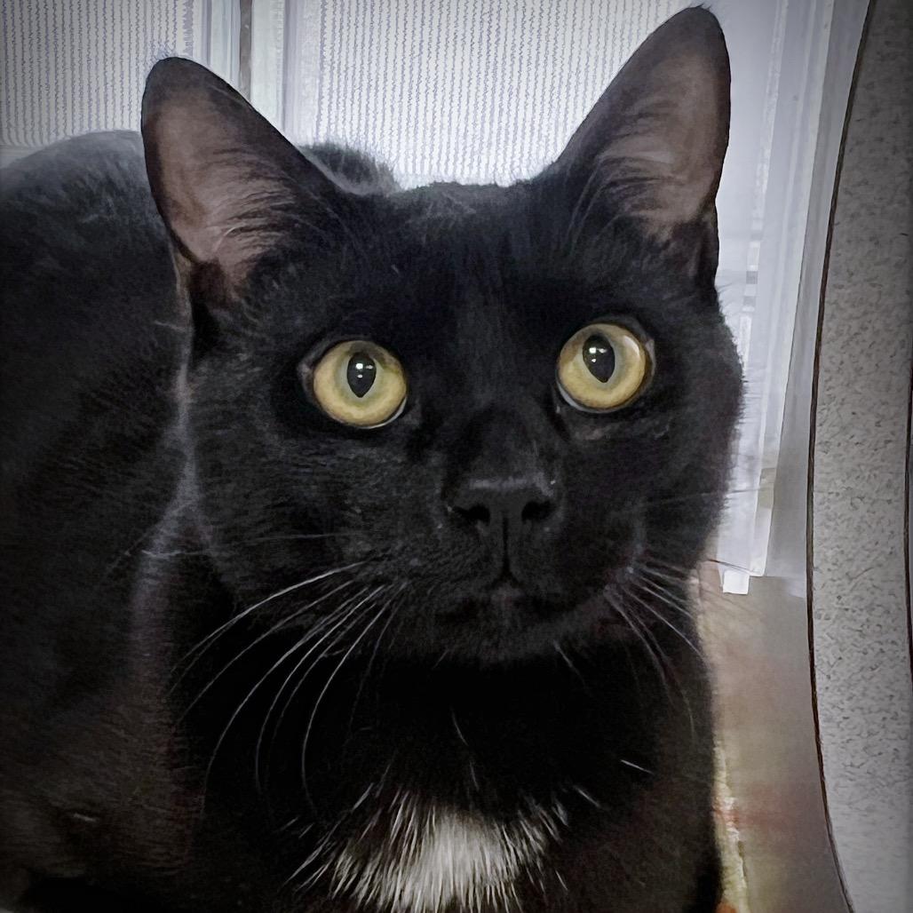 Enlarge Pluto, a Adoptable Domestic Short Hair in Huntsville, AL image 3/3