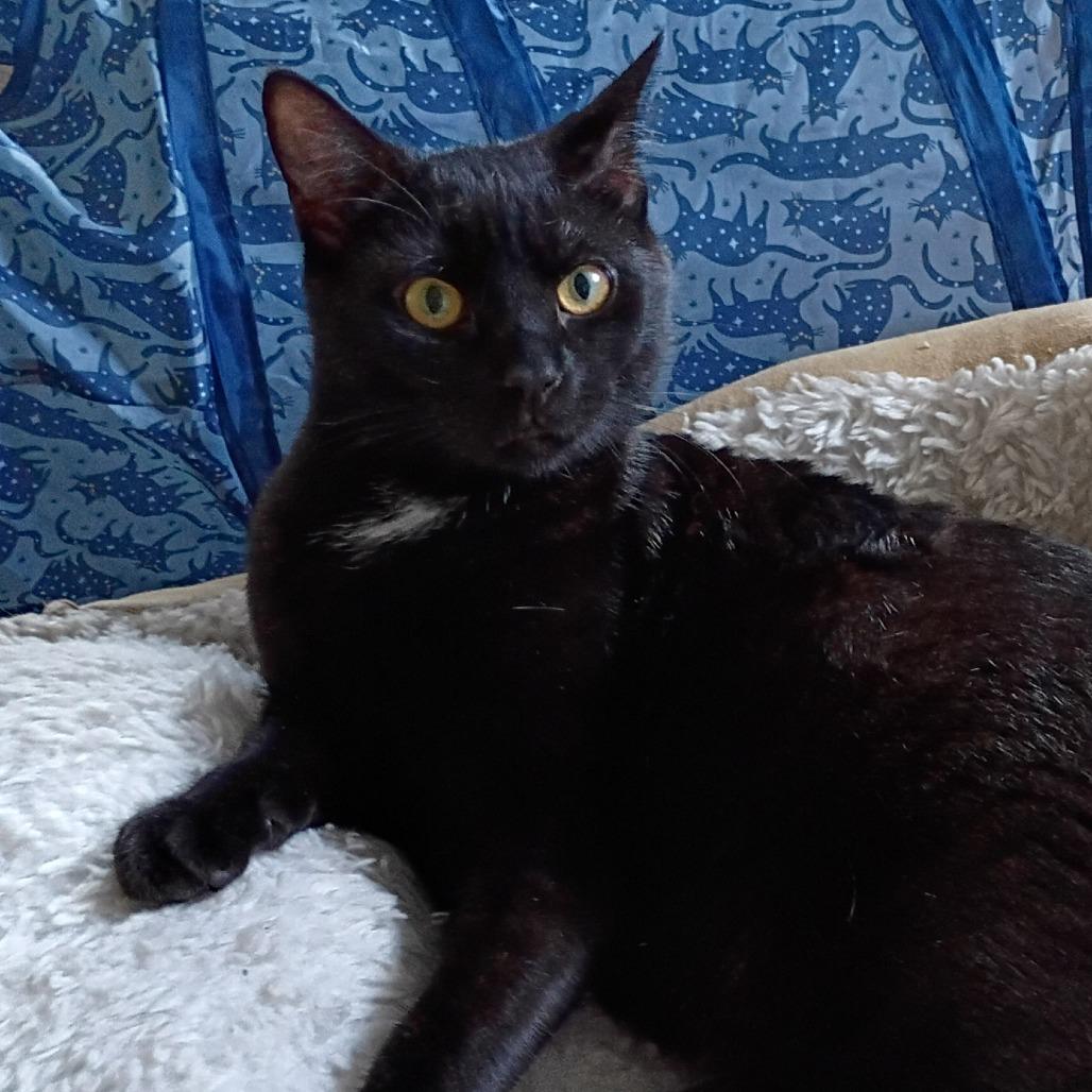 Pluto, a Adoptable Domestic Short Hair in Huntsville, AL image 4/4