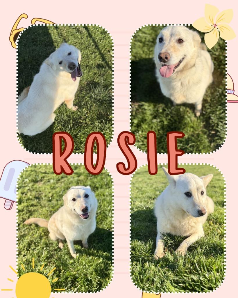 Rosie, Adoptable, Adult Female Husky & Corgi.
