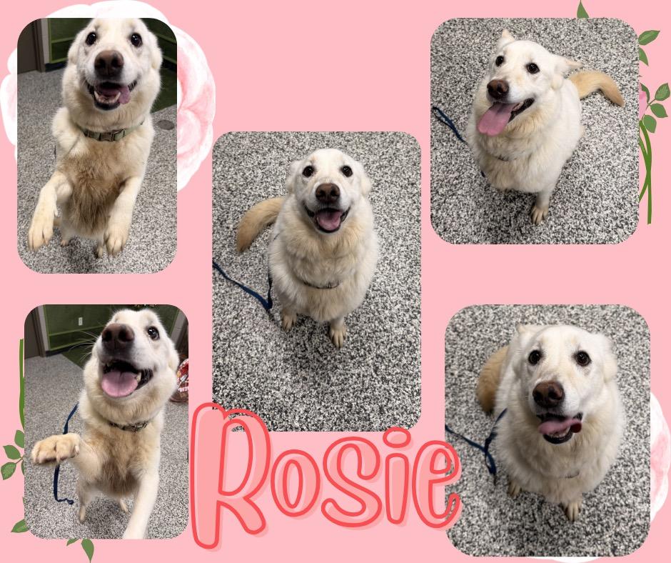 Enlarge Rosie, a Adoptable mixed breed in Hopkinsville, KY image 2/5