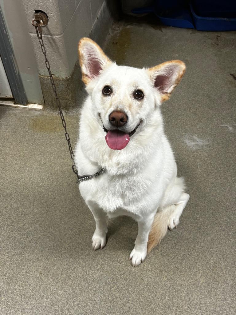 Enlarge Rosie, a Adoptable mixed breed in Hopkinsville, KY image 3/5