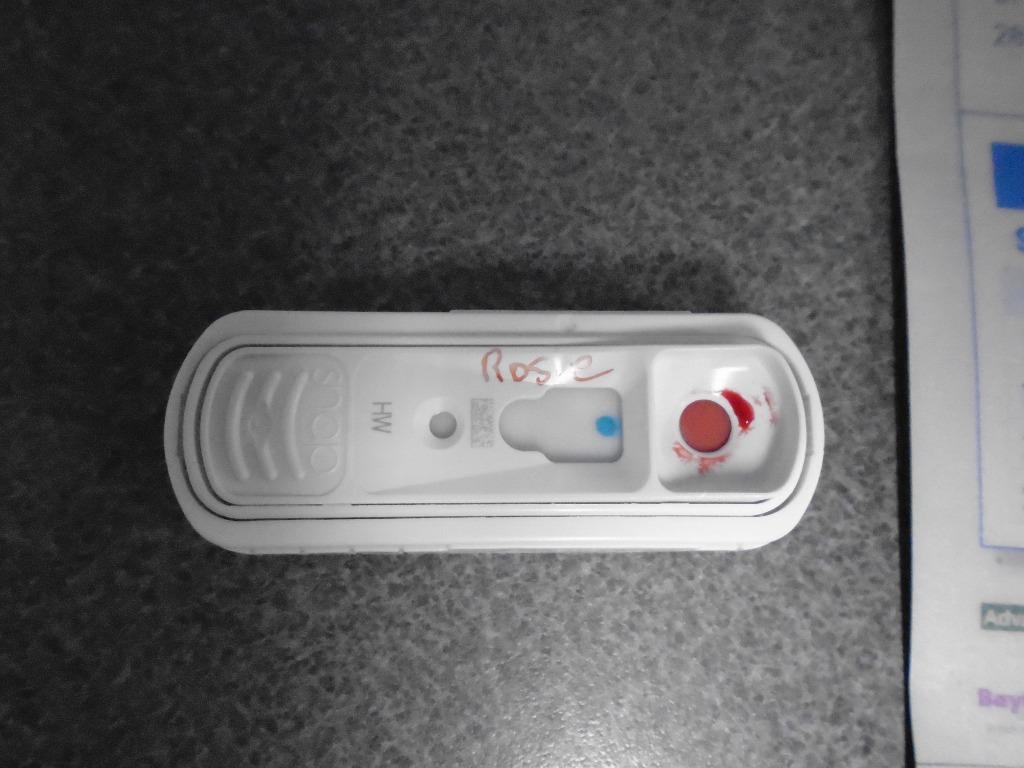 Enlarge Rosie, a Adoptable mixed breed in Hopkinsville, KY image 4/5