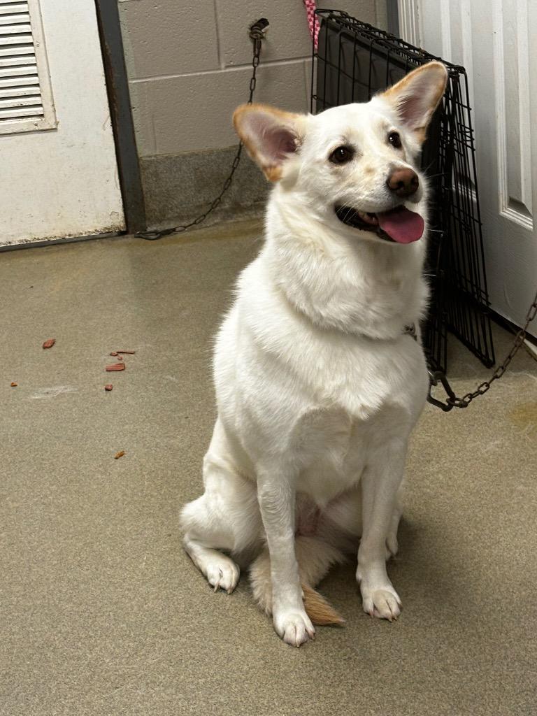 Enlarge Rosie, a Adoptable mixed breed in Hopkinsville, KY image 5/5