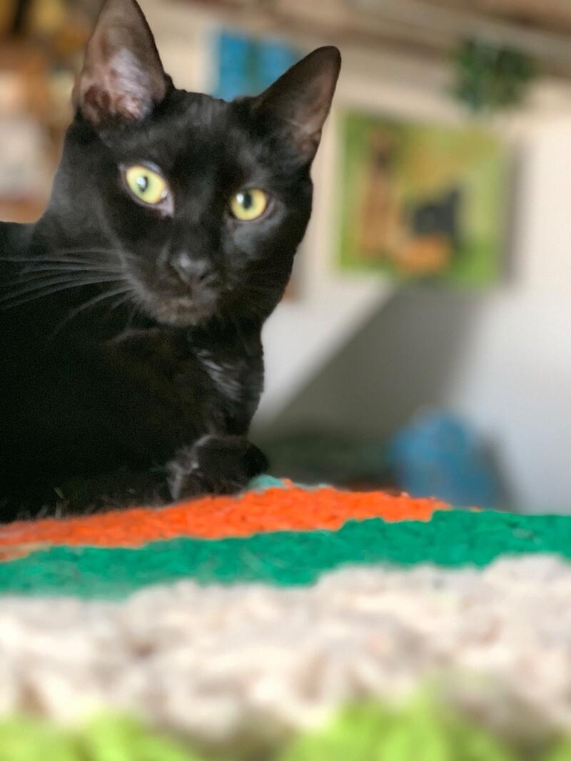 Boo, Adoptable, Young Male Domestic Short Hair.