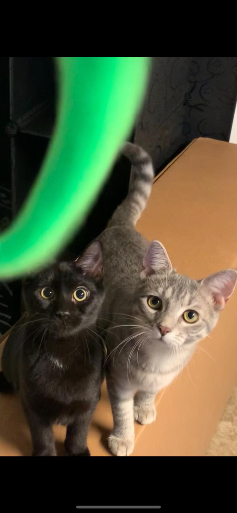 Boo, Adoptable, Young Male Domestic Short Hair.