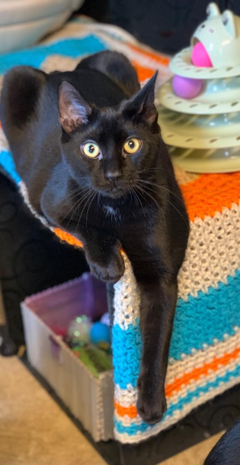 Enlarge Boo, a Adoptable Domestic Short Hair in Colmar, PA image 2/6