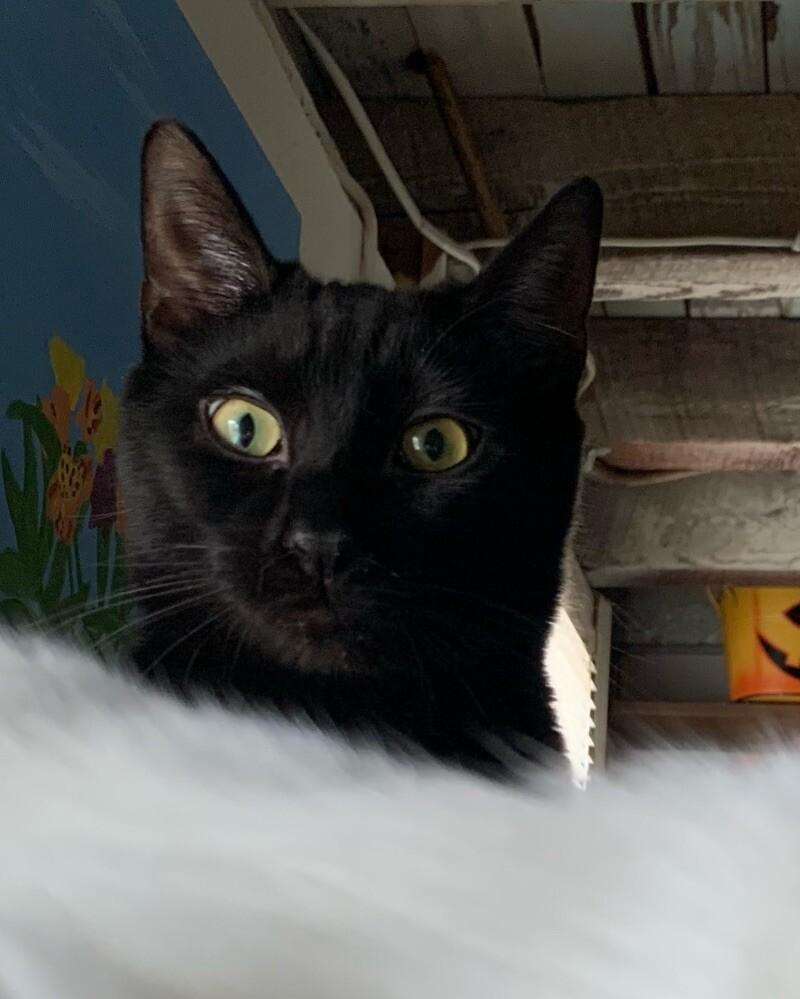 Boo, a Adoptable Domestic Short Hair in Colmar, PA image 2/6