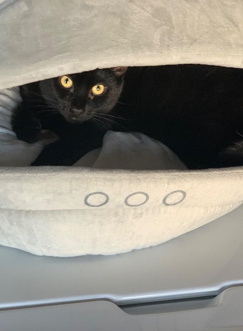 Boo, a Adoptable Domestic Short Hair in Colmar, PA image 3/6