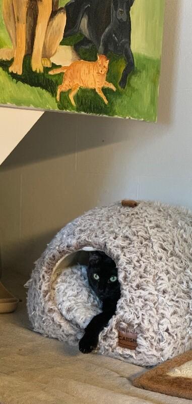 Boo, a Adoptable Domestic Short Hair in Colmar, PA image 4/6