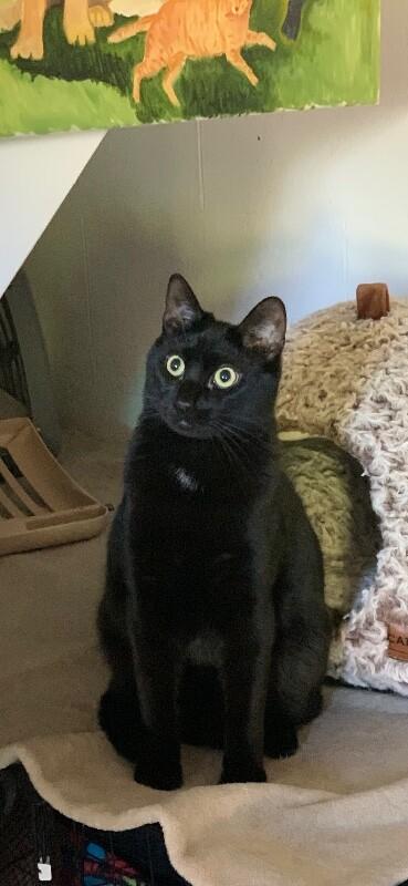 Boo, a Adoptable Domestic Short Hair in Colmar, PA image 5/6