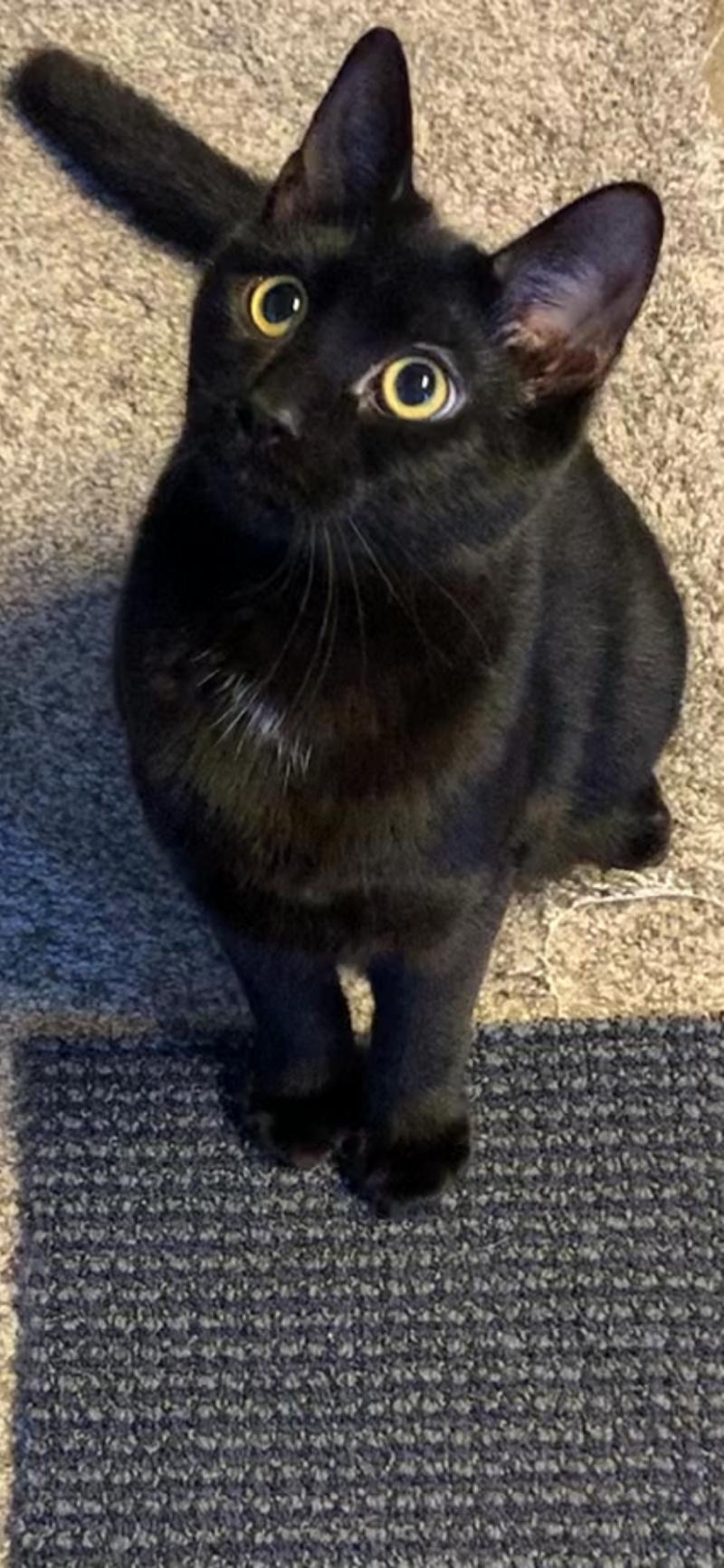 Boo, a Adoptable Domestic Short Hair in Colmar, PA image 6/6