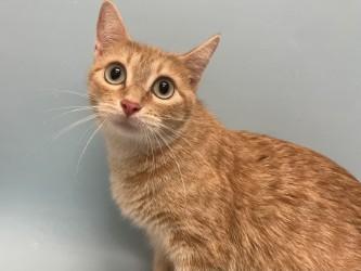 Sunny, Adoptable, Young Female Domestic Short Hair & Domestic Short Hair.