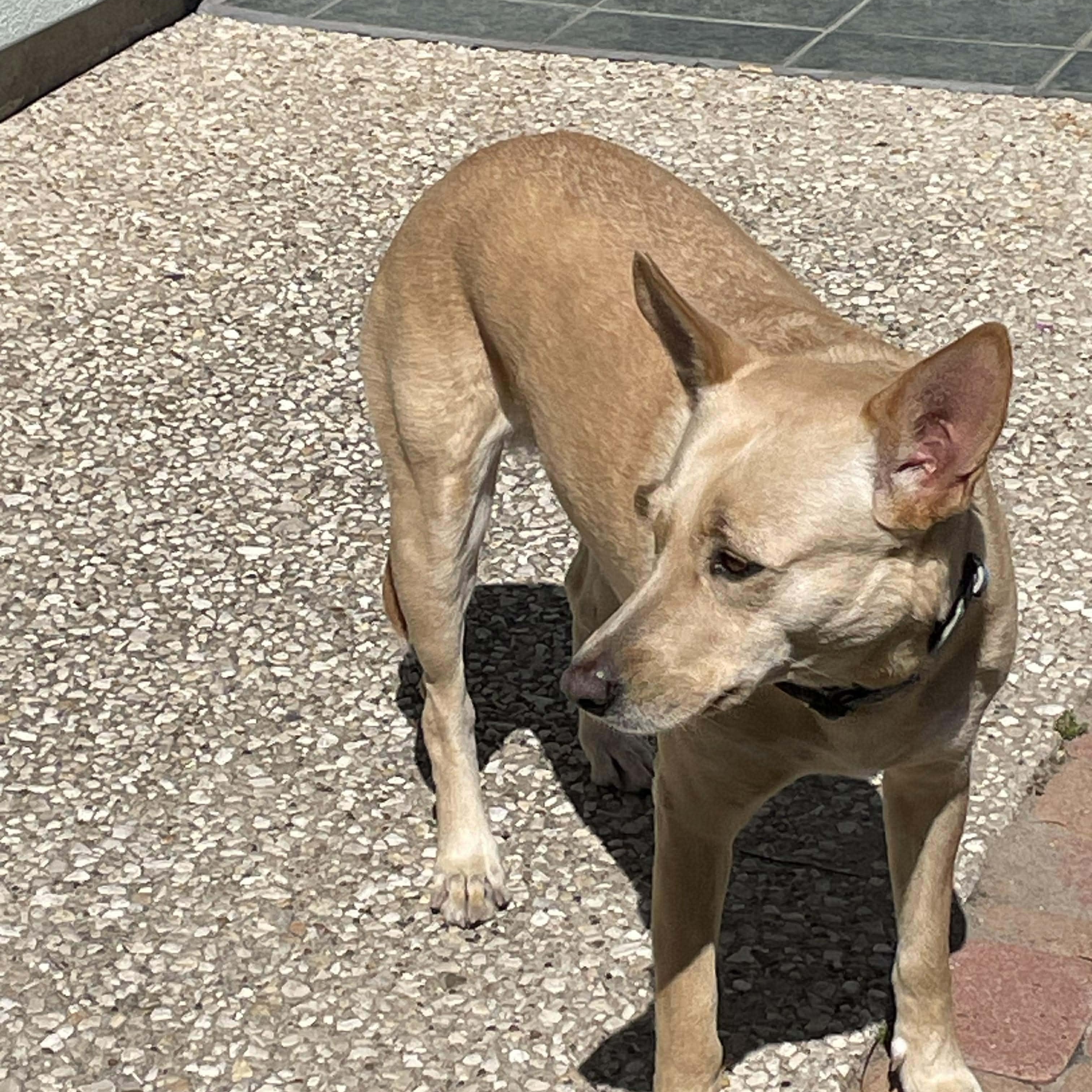 Maddie, a Adoptable mixed breed in Corpus Christi, TX image 5/5