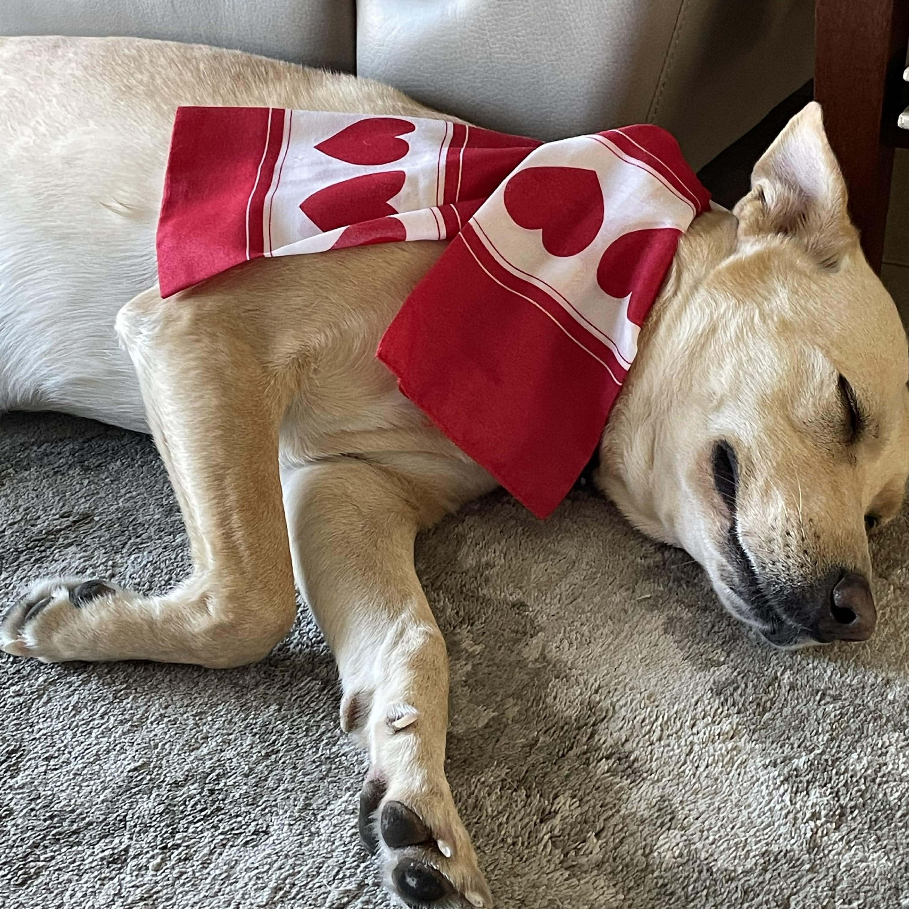Maddie, a Adoptable mixed breed in Corpus Christi, TX image 3/5