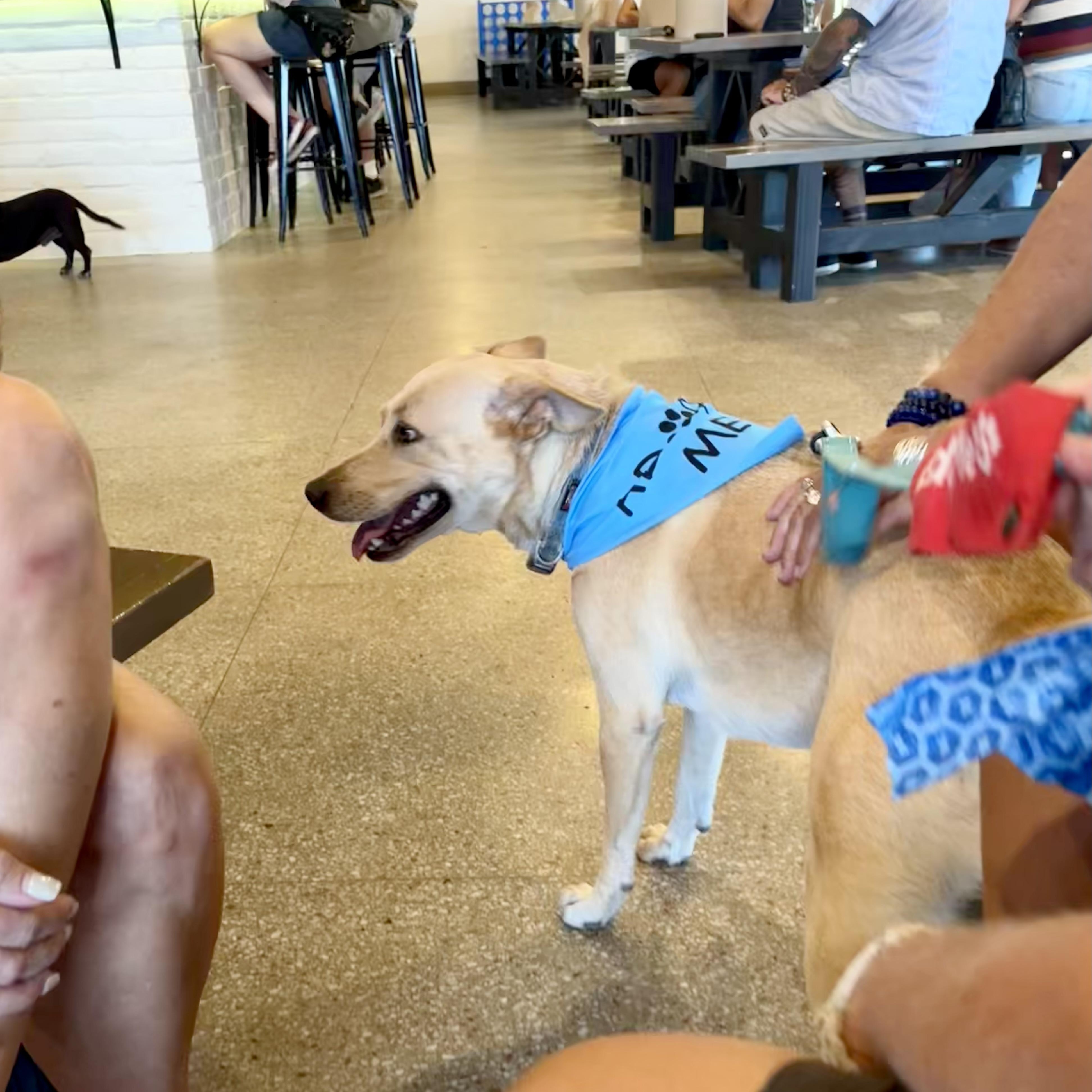 Maddie, a Adoptable mixed breed in Corpus Christi, TX image 4/5