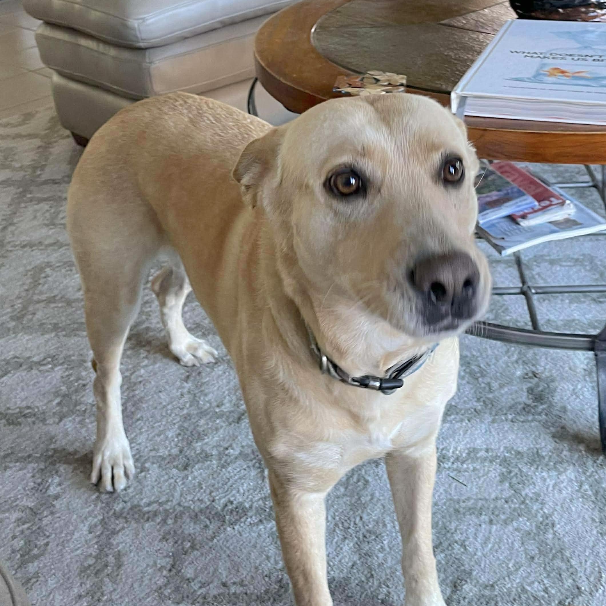 Maddie, a Adoptable mixed breed in Corpus Christi, TX image 2/5