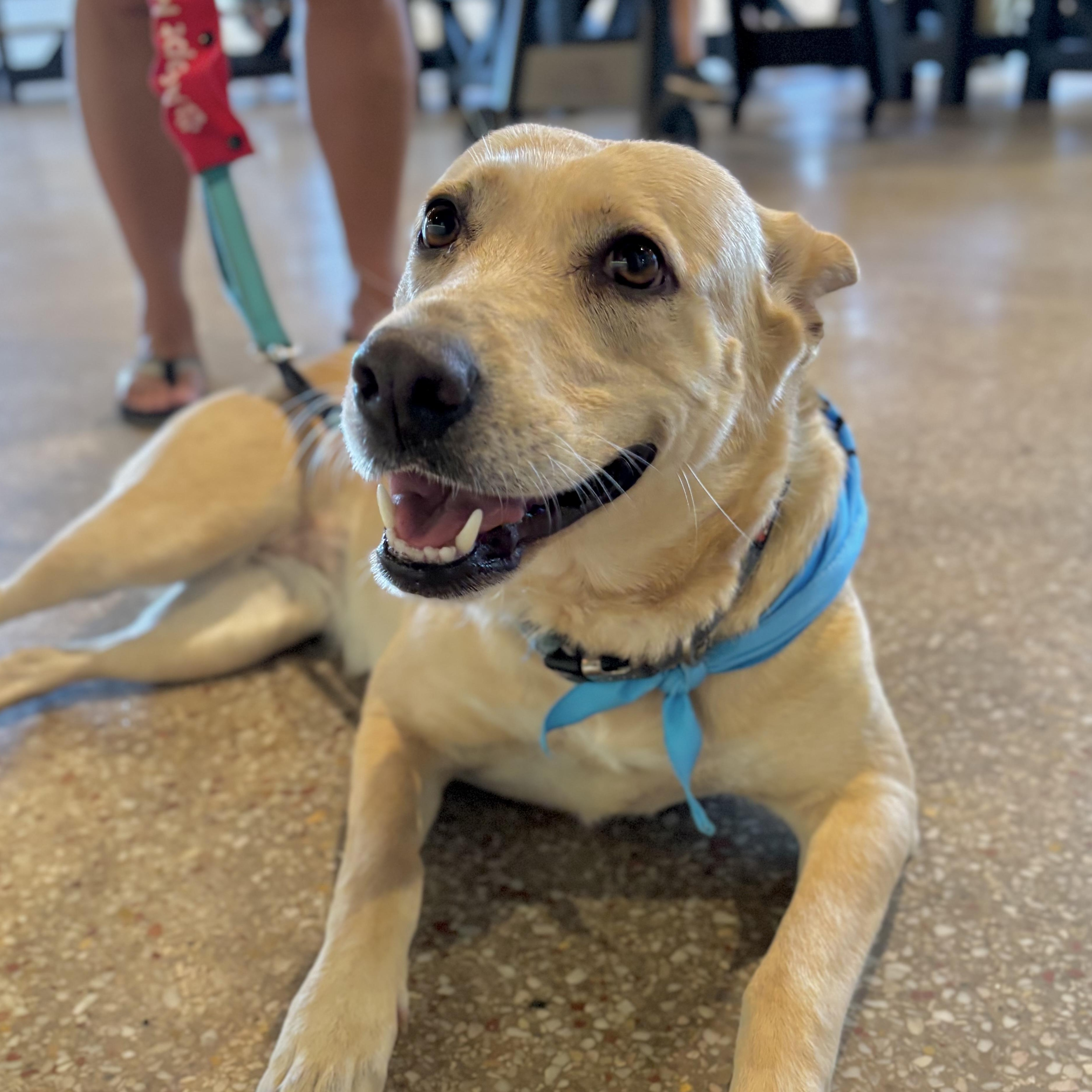 Maddie, a Adoptable mixed breed in Corpus Christi, TX image 1/5