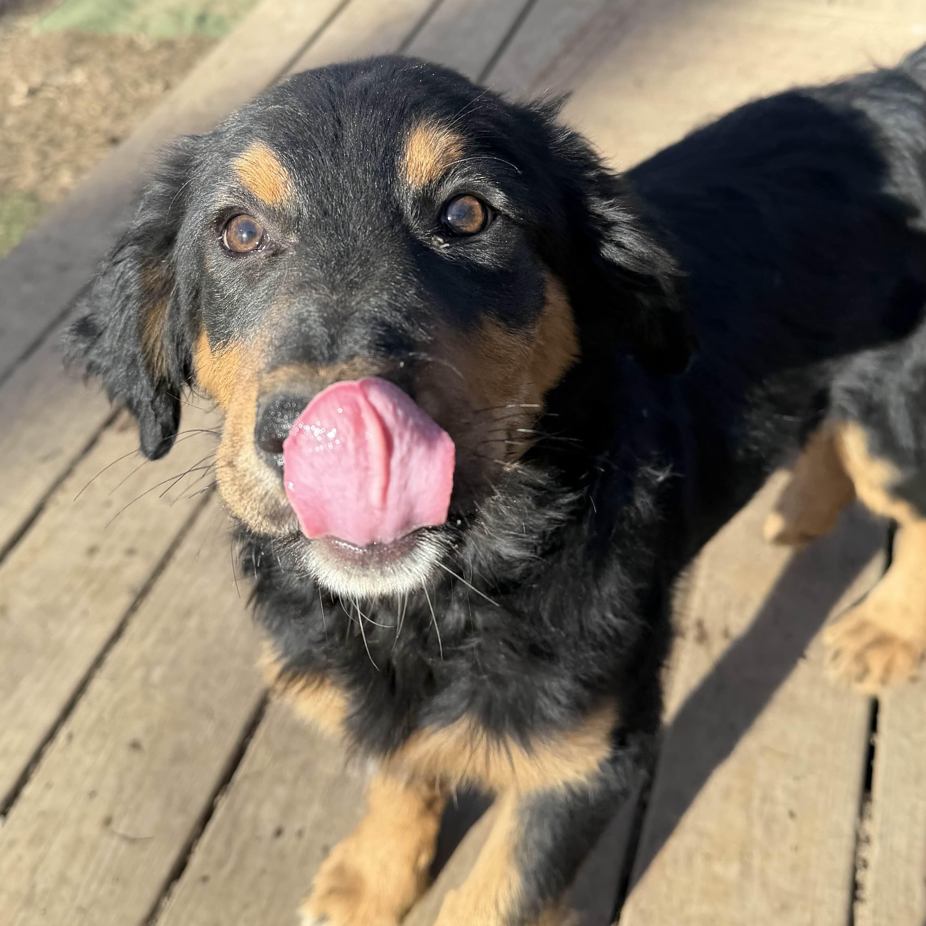 Goose, an adoption pending mixed breed in Louisburg, KS image 6/6