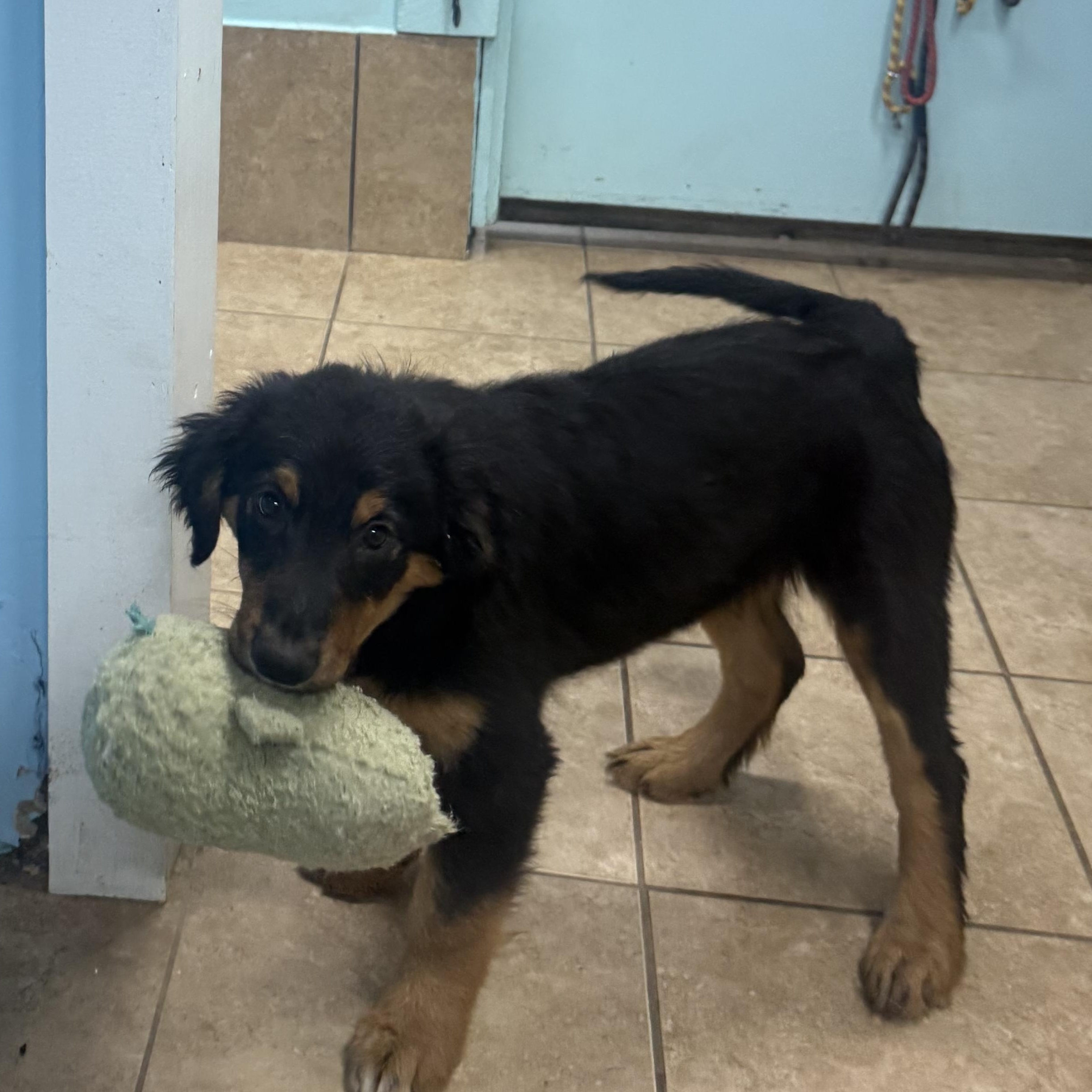 Goose, an adoption pending mixed breed in Louisburg, KS image 3/6