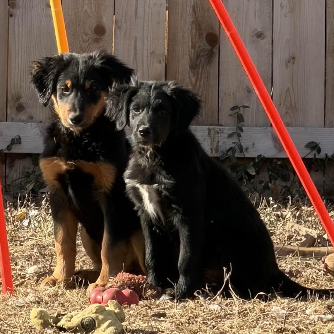 Goose, an adoption pending mixed breed in Louisburg, KS image 4/6