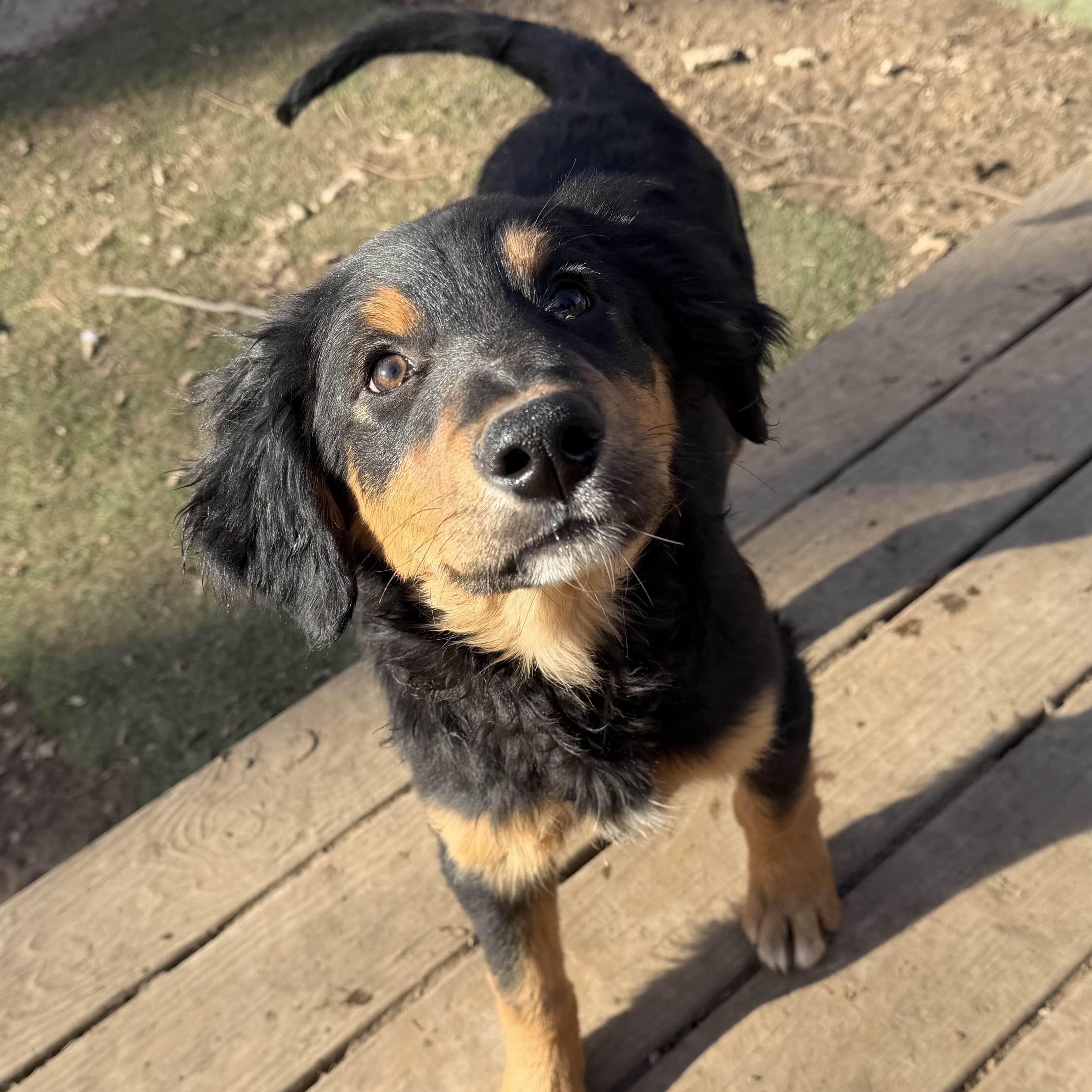 Goose, an adoption pending mixed breed in Louisburg, KS image 1/6