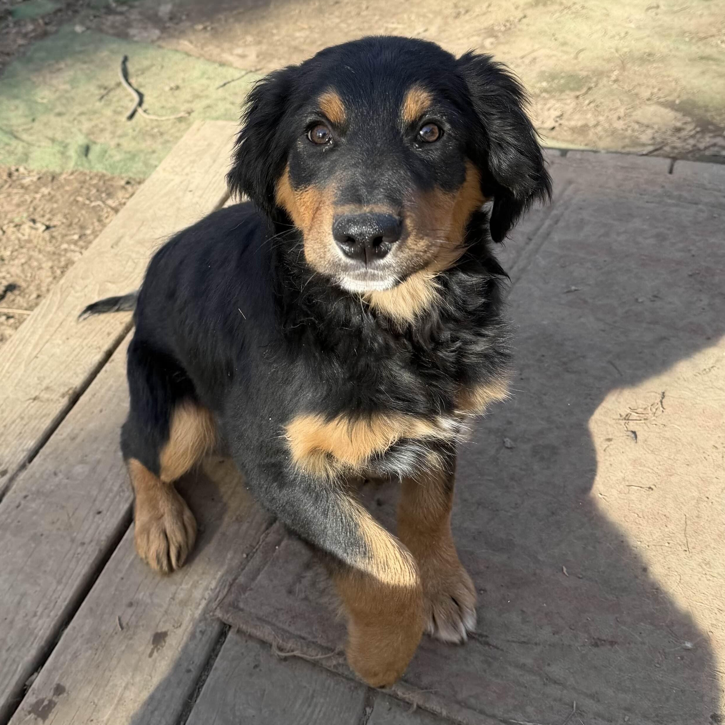 Goose, an adoption pending mixed breed in Louisburg, KS image 2/6