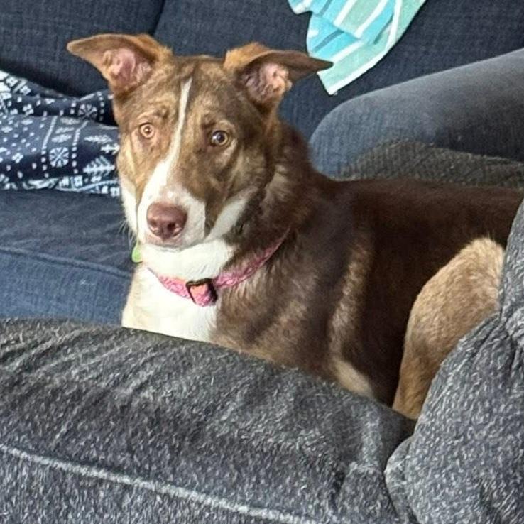 Freeze, Adoptable, Young Female Husky.