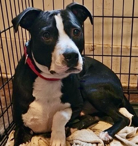 DAK, Young Male Boston Terrier