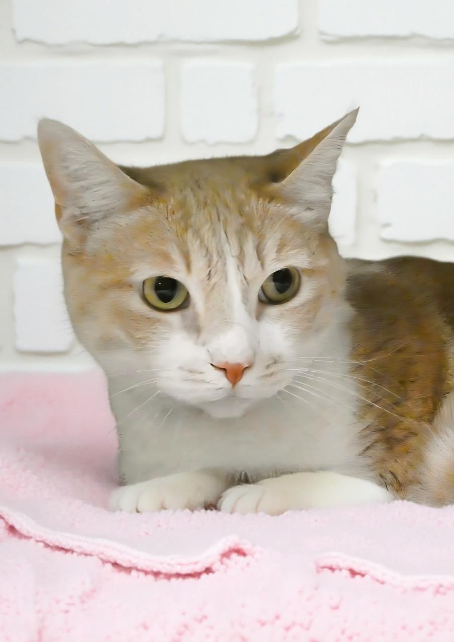 FEATHER, Adoptable, Adult Female Domestic Short Hair.