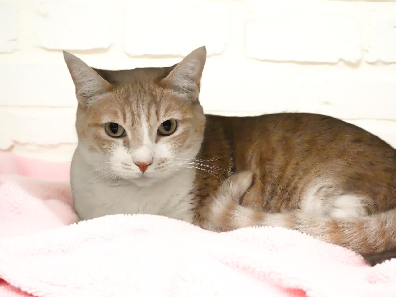 FEATHER, a Adoptable Domestic Short Hair in Pasadena, CA image 2/2