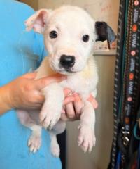 Frankie, Adoptable, Puppy Female Labrador Retriever.