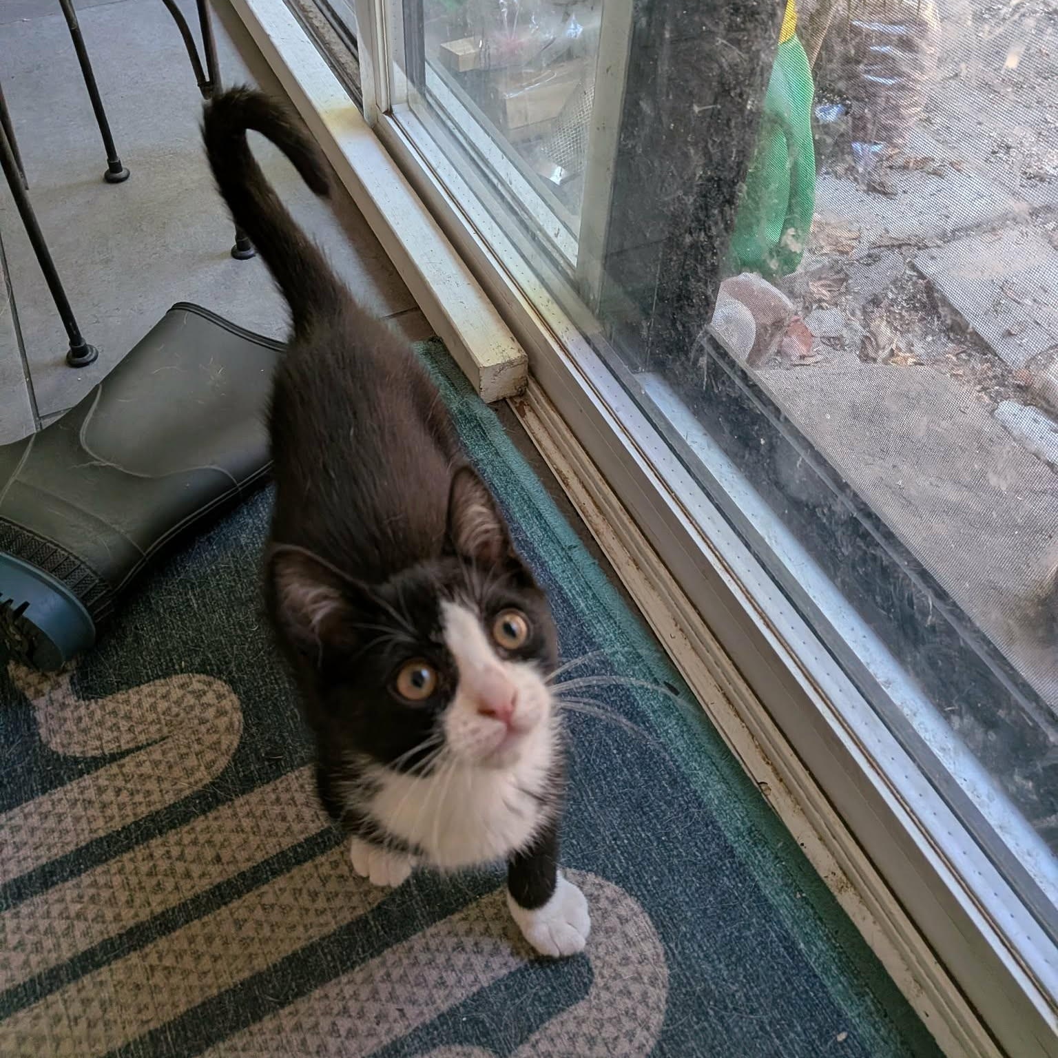 Anouk, a Adoptable Domestic Short Hair in Montreal, QC image 3/5